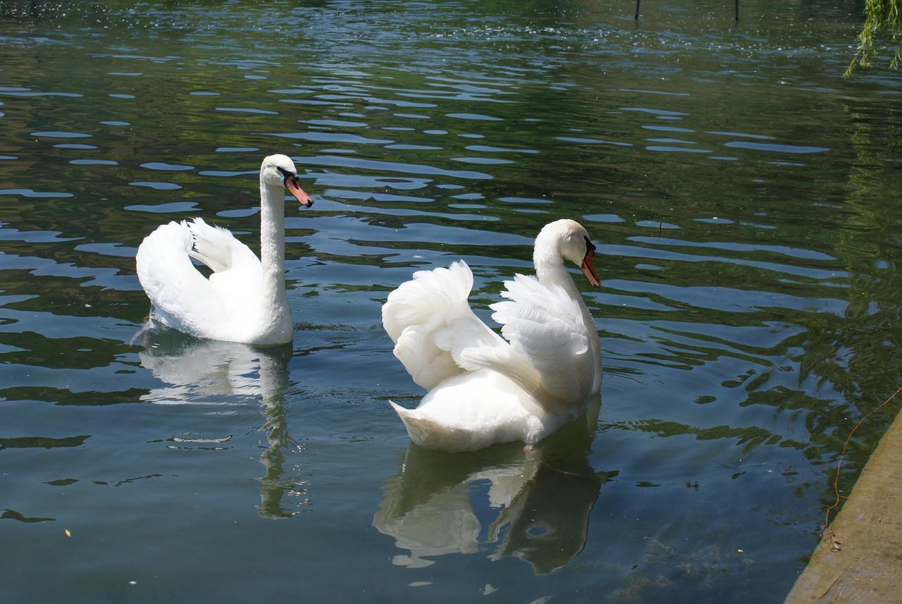Agriturismo Villa Dei Mulini Volta Mantovana Eksteriør billede